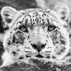Close up of a Snow Leopard