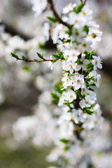 Blossoming Cherry Tree In Full Bloom , Beautiful Spring Flowers, Fresh Pink Flowers
