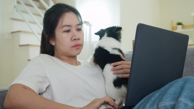 Asian woman employee working remotely, taking phone and video conference on sofa at home. Asia female video call meeting and pets interruption while working at home. Working from home problem concept