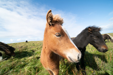 Obraz na płótnie Canvas Horses graze on a green meadow in Iceland