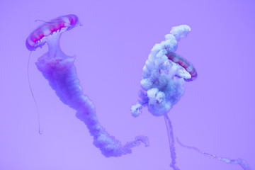 Aquarium jellyfish swimming in their tank with a blue background