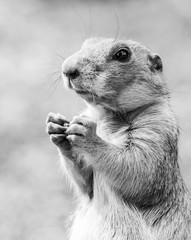 Black tailed prairie dog feeding
