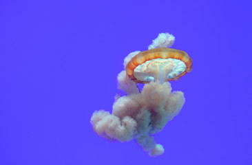 Aquarium jellyfish swimming in their tank with a blue background