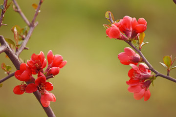 Flowering bush of Japanese quince in the spring garden. Delicate bright red flowers on branches on a natural garden background.