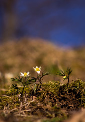 funny spring flowers on a blurry background on a sunny day