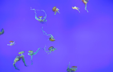 Fototapeta na wymiar Aquarium jellyfish swimming in their tank with a blue background