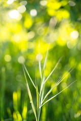 Green healthy lifestyle. Background of meadow at summer time. Seasonal spring field blossom. Detail of green leaf on a nature field. Natural resources. Environment and concern about nature concept.