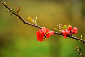 Flowering bush of Japanese quince in the spring garden. Delicate bright red flowers on branches on a natural garden background.