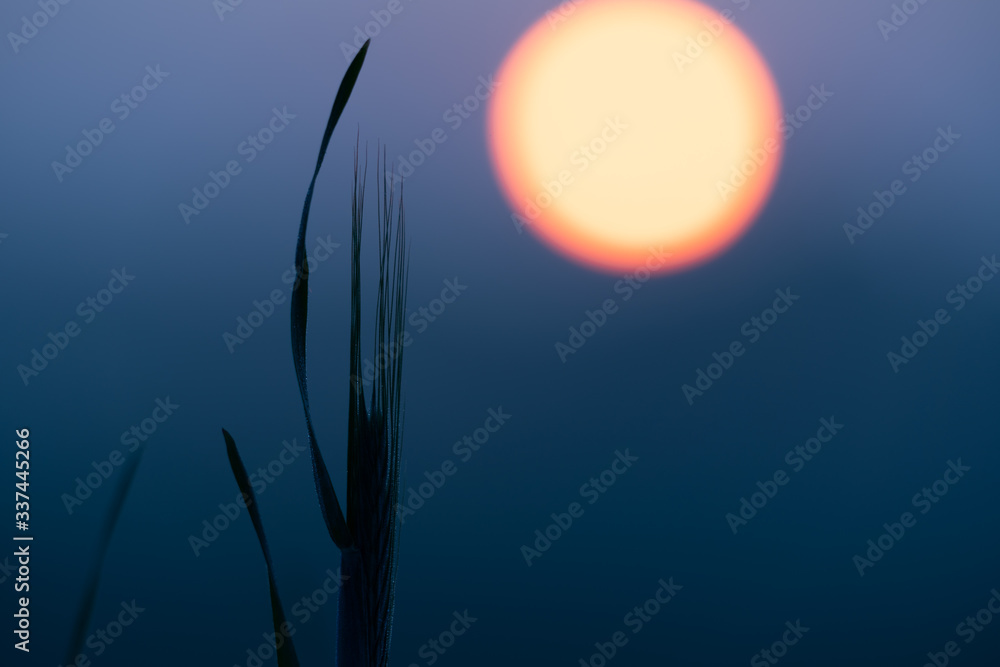 Poster silhouette of the plants on the background of the rising sun