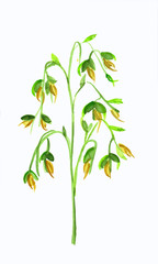 Yellow flower watercolor illustration