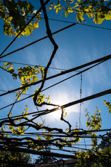 Vertical view of green vineyard growing vines at summer time. Nature, travel and holidays concept. Natural agriculture resources on spanish village. Landscape in north of Spain, Galicia.
