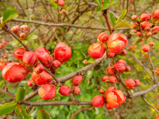 pink buds of Japanese quince against the background of a spring garden