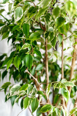 Green leaves of home plant ficus benjanine