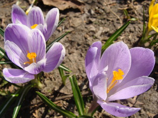 Fototapeta premium Beautiful first spring flowers crocuses bloom under bright sunlight.