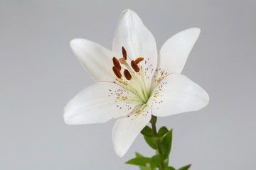 Tender white lily flower isolated on a gray background.