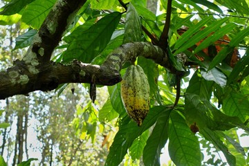 Plants of Bali, cocoa