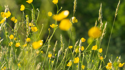 kwiat macro © Roman