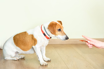 Teaching Puppy Basic Command Sit. Jack Russell Terrier Training.