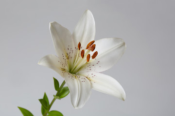 Fototapeta na wymiar Tender white lily flower isolated on a gray background.