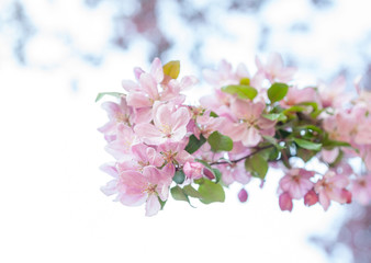 Fototapeta na wymiar Pink spring blossom
