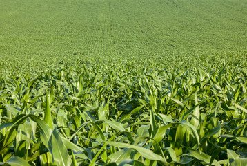 Maize (corn) field (Zea mays).