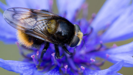 Trzmiel © Roman