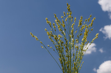 Green plant seeds in the eastern Bulgaria