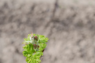 Growing grape plant in the northern Bulgaria at the dew-fall