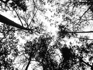 tree branches silhouette