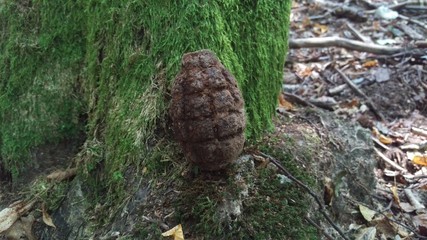 Leśne niespodzianki