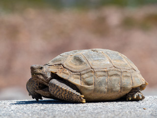 Desert tortoise walking in Nature Discovery Trail and Rock Garden
