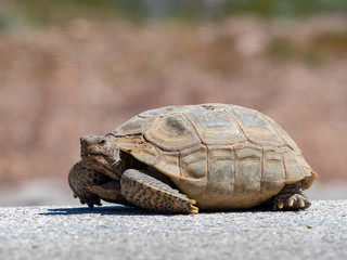 Desert tortoise walking in Nature Discovery Trail and Rock Garden