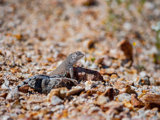 Close up shot of wild Lizard on the ground