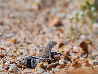 Close up shot of wild Lizard on the ground