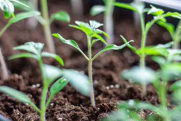 Growing tomato seedlings at home. Small seedlings of plants close-up