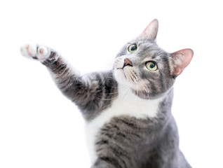A grey and white tabby domestic shorthair cat reaching out with one paw