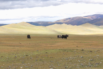 Obraz premium Yak herd in the steppes of mountainous Mongolia. Altai