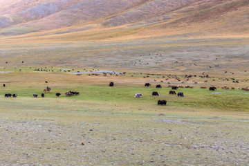 Naklejka na ściany i meble Mongolian Nomad herder of Mongolia taking care of his livestock. Mongolian Altai.