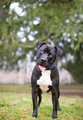 A friendly black and white Pit Bull Terrier mixed breed dog standing outdoors and listening with a...