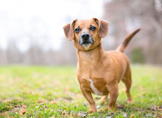 A cute red Dachshund mixed breed dog standing outdoors