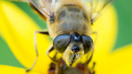 robak insekt © Roman