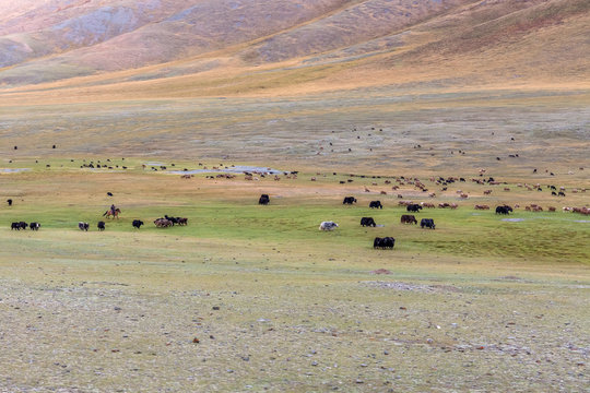 Mongolian Nomad Herder Of Mongolia Taking Care Of His Livestock. Mongolian Altai.