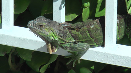 Green iguana sitting on white fence with green brush in the background