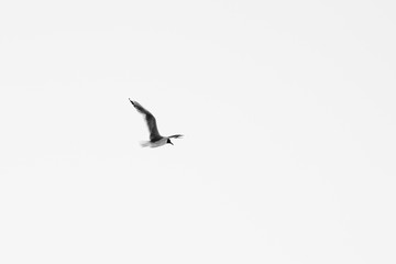 seagull in flight