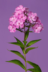 Inflorescence of pink phlox Isolated on a purple background.