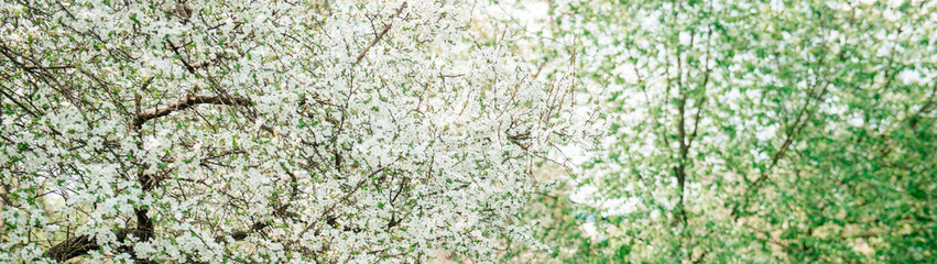White spring flowers on a tree branch. Banner