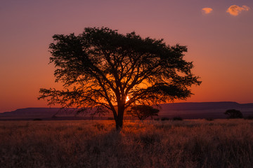African tree at sunset, Marula Tree