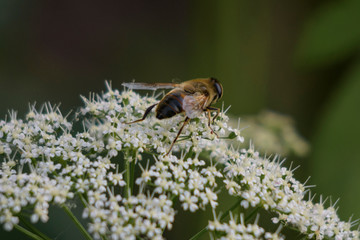 Bee on a flower