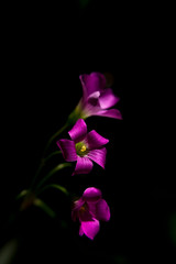 violet flower on black background