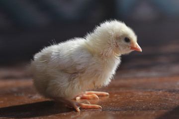 Little chicken in a country house.